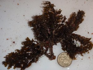  (Sargassum saundersii - GWS023141)  @11 [ ] Unspecified (default): All Rights Reserved  Unspecified Unspecified