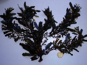  (Sargassum sp - GWS032464)  @11 [ ] Unspecified (default): All Rights Reserved  Unspecified Unspecified