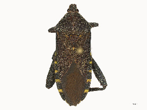  (Amorbus - CBG-A58695-F11)  @11 [ ] CreativeCommons - Attribution (2025) CBG Photography Group Centre for Biodiversity Genomics