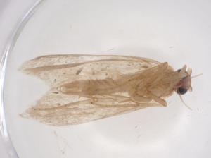  ( - CBG-A63264-C07)  @11 [ ] CreativeCommons - Attribution Share - Alike (2025) Centre for Biodiversity Genomics Centre for Biodiversity Genomics