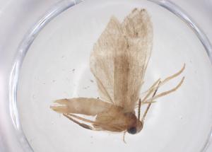  ( - CBG-A63264-E05)  @11 [ ] CreativeCommons - Attribution Share - Alike (2025) Centre for Biodiversity Genomics Centre for Biodiversity Genomics