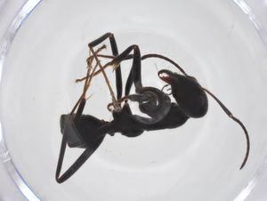  ( - CBG-A63268-G08)  @11 [ ] CreativeCommons - Attribution Share - Alike (2025) Centre for Biodiversity Genomics Centre for Biodiversity Genomics