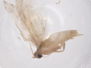  ( - CBG-A63288-A07)  @11 [ ] CreativeCommons - Attribution Share - Alike (2025) Centre for Biodiversity Genomics Centre for Biodiversity Genomics