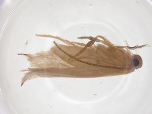  ( - CBG-A63293-H03)  @11 [ ] CreativeCommons - Attribution Share - Alike (2025) Centre for Biodiversity Genomics Centre for Biodiversity Genomics