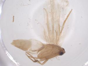  ( - CBG-A63301-F03)  @11 [ ] CreativeCommons - Attribution Share - Alike (2025) Centre for Biodiversity Genomics Centre for Biodiversity Genomics