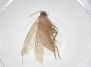  ( - CBG-A63302-F12)  @11 [ ] CreativeCommons - Attribution Share - Alike (2025) Centre for Biodiversity Genomics Centre for Biodiversity Genomics