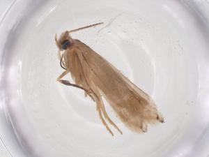  ( - CBG-A63305-G02)  @11 [ ] CreativeCommons - Attribution Share - Alike (2025) Centre for Biodiversity Genomics Centre for Biodiversity Genomics