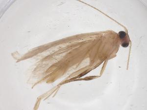  ( - CBG-A63311-A06)  @11 [ ] CreativeCommons - Attribution Share - Alike (2025) Centre for Biodiversity Genomics Centre for Biodiversity Genomics