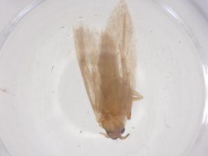  ( - CBG-A63311-B10)  @11 [ ] CreativeCommons - Attribution Share - Alike (2025) Centre for Biodiversity Genomics Centre for Biodiversity Genomics