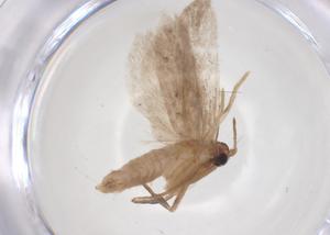  ( - CBG-A63311-G10)  @11 [ ] CreativeCommons - Attribution Share - Alike (2025) Centre for Biodiversity Genomics Centre for Biodiversity Genomics