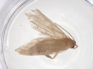  ( - CBG-A63311-H05)  @11 [ ] CreativeCommons - Attribution Share - Alike (2025) Centre for Biodiversity Genomics Centre for Biodiversity Genomics