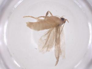  ( - CBG-A63312-C03)  @11 [ ] CreativeCommons - Attribution Share - Alike (2025) Centre for Biodiversity Genomics Centre for Biodiversity Genomics