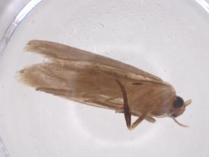  ( - CBG-A63312-G04)  @11 [ ] CreativeCommons - Attribution Share - Alike (2025) Centre for Biodiversity Genomics Centre for Biodiversity Genomics