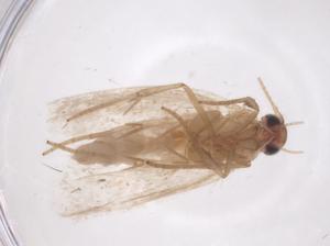  ( - CBG-A63323-H07)  @11 [ ] CreativeCommons - Attribution Share - Alike (2025) Centre for Biodiversity Genomics Centre for Biodiversity Genomics