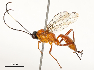  (Stiromesostenus - CBG-A65366-C03)  @11 [ ] CreativeCommons - Attribution Share - Alike (2025) CBG Photography Group Centre for Biodiversity Genomics