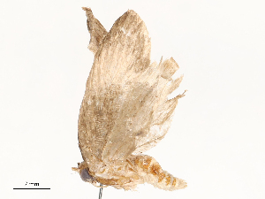  ( - CBG-A65367-B03)  @11 [ ] CreativeCommons - Attribution Share - Alike (2025) CBG Photography Group Centre for Biodiversity Genomics