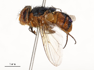  ( - CBG-A65367-E02)  @11 [ ] CreativeCommons - Attribution Share - Alike (2025) CBG Photography Group Centre for Biodiversity Genomics