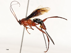  ( - CBG-A65368-E10)  @11 [ ] CreativeCommons - Attribution Share - Alike (2025) CBG Photography Group Centre for Biodiversity Genomics