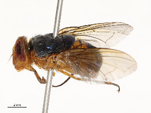  ( - CBG-A65370-G07)  @11 [ ] CreativeCommons - Attribution Share - Alike (2025) CBG Photography Group Centre for Biodiversity Genomics