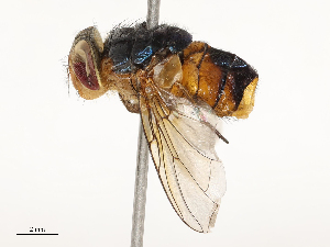 ( - CBG-A65370-G08)  @11 [ ] CreativeCommons - Attribution Share - Alike (2025) CBG Photography Group Centre for Biodiversity Genomics