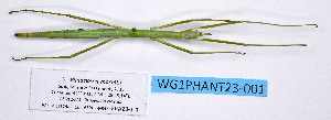  ( - WG1PHANT23-001)  @11 [ ] Copyright (2023) Philippe LELONG ASPER (Association pour la Systématique des Phasmes et l'Etude de leur Répartition)