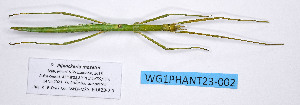  ( - WG1PHANT23-002)  @11 [ ] Copyright (2023) Philippe LELONG ASPER (Association pour la Systématique des Phasmes et l'Etude de leur Répartition)