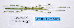  ( - WG1PHANT23-003)  @11 [ ] Copyright (2023) Philippe LELONG ASPER (Association pour la Systématique des Phasmes et l'Etude de leur Répartition)