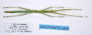  ( - WG1PHANT23-004)  @11 [ ] Copyright (2023) Philippe LELONG ASPER (Association pour la Systématique des Phasmes et l'Etude de leur Répartition)