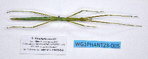  ( - WG1PHANT23-005)  @11 [ ] Copyright (2023) Philippe LELONG ASPER (Association pour la Systématique des Phasmes et l'Etude de leur Répartition)