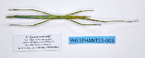  ( - WG1PHANT23-006)  @11 [ ] Copyright (2023) Philippe LELONG ASPER (Association pour la Systématique des Phasmes et l'Etude de leur Répartition)
