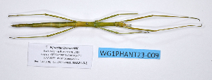  ( - WG1PHANT23-009)  @11 [ ] Copyright (2023) Philippe LELONG ASPER (Association pour la Systématique des Phasmes et l'Etude de leur Répartition)