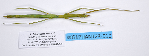  ( - WG1PHANT23-010)  @11 [ ] Copyright (2023) Philippe LELONG ASPER (Association pour la Systématique des Phasmes et l'Etude de leur Répartition)