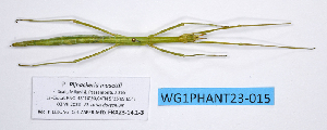  ( - WG1PHANT23-015)  @11 [ ] Copyright (2023) Philippe LELONG ASPER (Association pour la Systématique des Phasmes et l'Etude de leur Répartition)