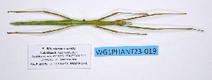  ( - WG1PHANT23-019)  @11 [ ] Copyright (2023) Philippe LELONG ASPER (Association pour la Systématique des Phasmes et l'Etude de leur Répartition)