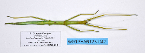  ( - WG1PHANT23-042)  @11 [ ] Copyright (2023) Philippe LELONG ASPER (Association pour la Systématique des Phasmes et l'Etude de leur Répartition)