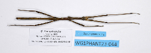  (Clonopsis gallica - WG1PHANT23-044)  @11 [ ] Copyright (2023) Philippe LELONG ASPER (Association pour la Systématique des Phasmes et l'Etude de leur Répartition)