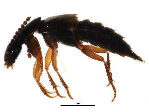  ( - BIOUG01144-D11)  @12 [ ] CreativeCommons - Attribution (2011) CBG Photography Group Centre for Biodiversity Genomics