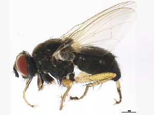  ( - BIOUG01373-A01)  @13 [ ] CreativeCommons - Attribution (2012) CBG Photography Group Centre for Biodiversity Genomics