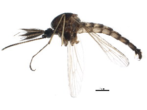  (Aedes provocans - BIOUG01338-E08)  @15 [ ] CreativeCommons - Attribution (2011) CBG Photography Group Centre for Biodiversity Genomics