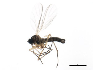  ( - BIOUG01343-D08)  @12 [ ] CreativeCommons - Attribution (2011) CBG Photography Group Centre for Biodiversity Genomics