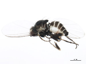  ( - BIOUG01343-F02)  @13 [ ] CreativeCommons - Attribution (2011) CBG Photography Group Centre for Biodiversity Genomics