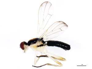  ( - BIOUG01347-B10)  @12 [ ] CreativeCommons - Attribution (2011) CBG Photography Group Centre for Biodiversity Genomics