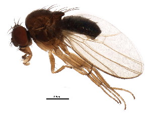  (Drosophila affinis - BIOUG01352-A11)  @17 [ ] CreativeCommons - Attribution (2011) CBG Photography Group Centre for Biodiversity Genomics
