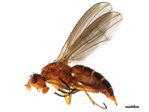  (Schroederella - BIOUG01392-A09)  @14 [ ] CreativeCommons - Attribution (2012) CBG Photography Group Centre for Biodiversity Genomics