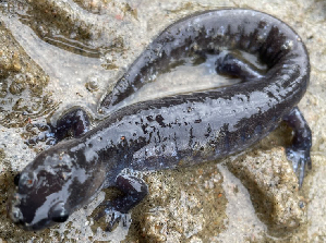  (Ambystoma jeffersonianum - 21PHPG-024)  @11 [ ] CreativeCommons - Attribution (2021) CBG Photography Group Centre for Biodiversity Genomics