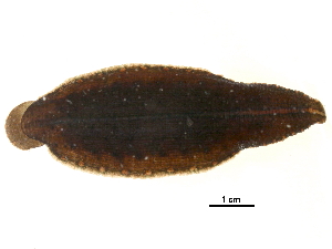  (Placobdella parasitica - BIOUG14254-H11)  @11 [ ] CreativeCommons - Attribution (2015) CBG Photography Group Centre for Biodiversity Genomics