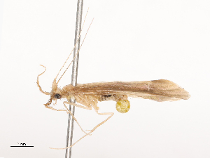  ( - CBG-B02338-B04)  @11 [ ] CreativeCommons - Attribution Share - Alike (2025) CBG Photography Group Centre for Biodiversity Genomics