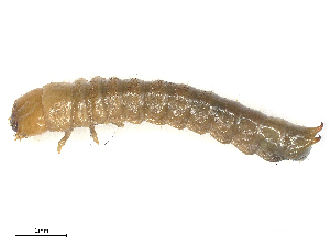  ( - CBG-B13579-B02)  @11 [ ] CreativeCommons - Attribution Share - Alike (2025) CBG Photography Group Centre for Biodiversity Genomics