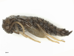  ( - CBG-B13579-B03)  @11 [ ] CreativeCommons - Attribution Share - Alike (2025) CBG Photography Group Centre for Biodiversity Genomics