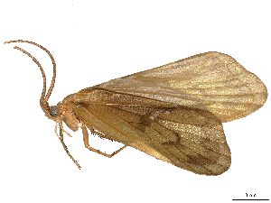  ( - CBG-B21862-B01)  @11 [ ] CreativeCommons - Attribution Share Alike (2025) CBG Photography Group Centre for Biodiversity Genomics